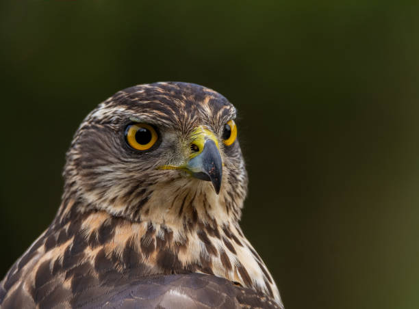 istock Northern goshawk, Accipiter gentilis, wildlife scenery, Spain 1209485709