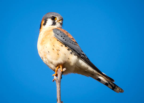 istock American Kestrel  on a Sunny Day 1209486085