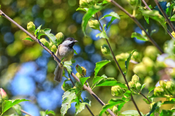 carolina chickadee on rose of sharon bush. - photography carolina chickadee bird animals in the wild imagens e fotografias de stock