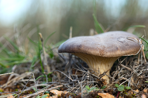 Pleurotus eryngii. Mushroom Thistle. Cardoncello mushroom in the field
