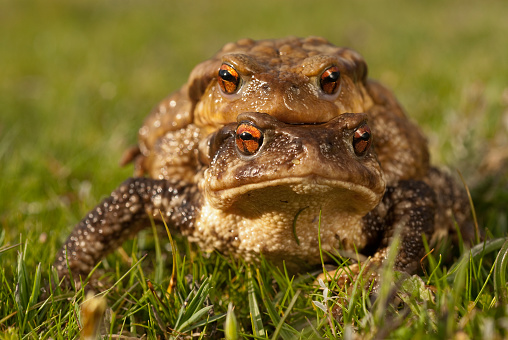 European toad (Bufo bufo), couple in heat, male and female in their natural environment, spring