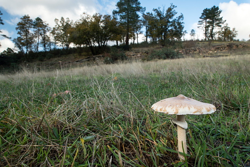 Forest floor with mushrooms and plants from above at autumn day. Autumn colors and variety.