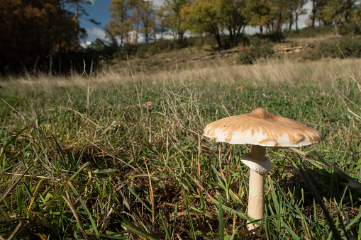 mushroom parasol on grass mushrooms, Macrolepiota mastoidea in green meadow