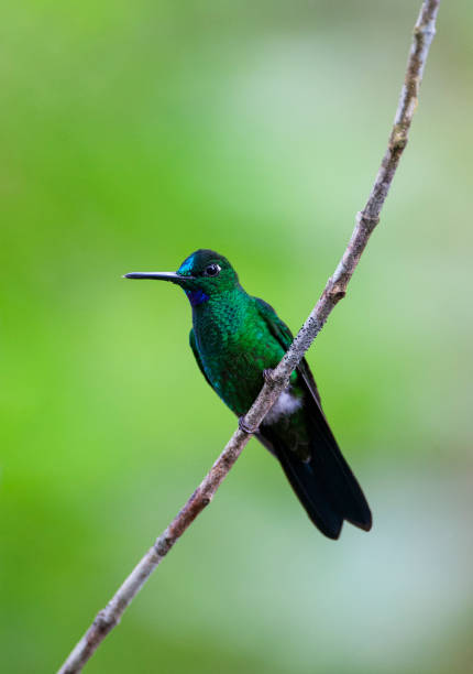 istock Male Green-crowned Brilliant (Heliodoxa Jacula 1209488668