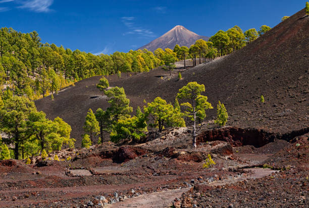 paysage volcanique près du cratère de chinyero dans le parc national de teide, tenerife, îles canaries, espagne - el teide national park photos et images de collection