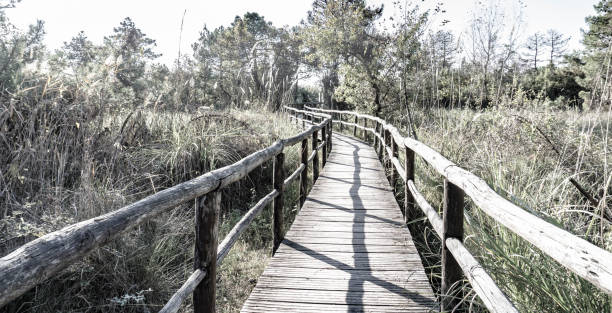 istock walkway in the swamp 1209492230