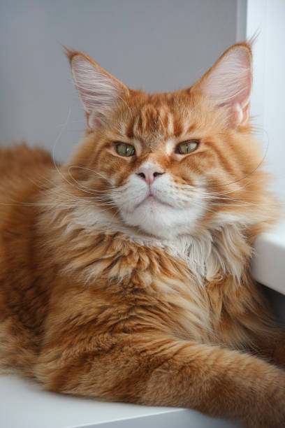 istock Red Maine Coon Cat Portrait 1209492269