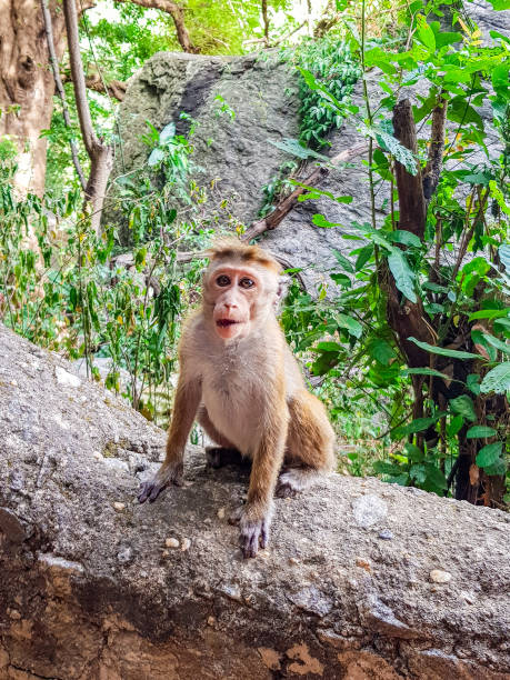 istock Little Monkey at Dambulla Cave Temple in Sri Lanka 1209492418