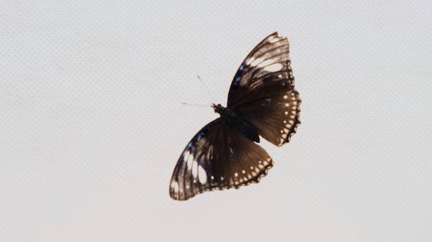 Beautiful brown black butterfly on a white background, close-up. Copy space
