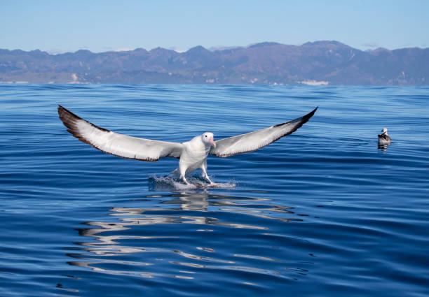 Adult Northern Royal Albatross (Diomedea sanford) Northern Royal Albatross (Diomedea sanfordi) at sea off Kaikoura, South Island, New Zealand. Landing on the water next to a small boat for tourists. albatross photos stock pictures, royalty-free photos & images