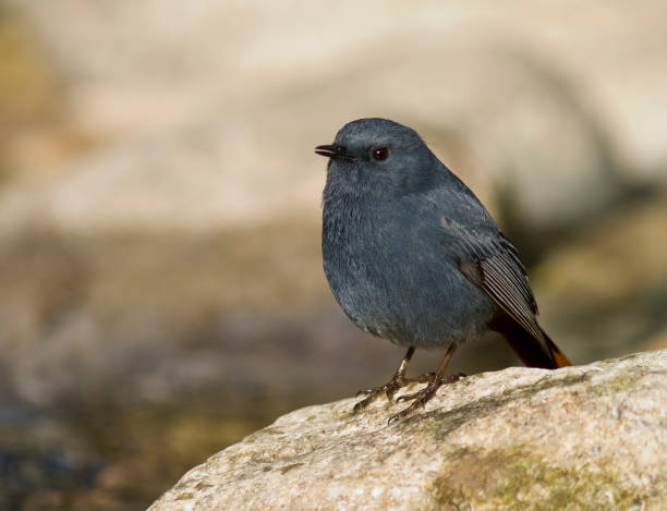 istock Singing male Plumbeous Water Redstart (Rhyacornis fuliginosa), 1209493721