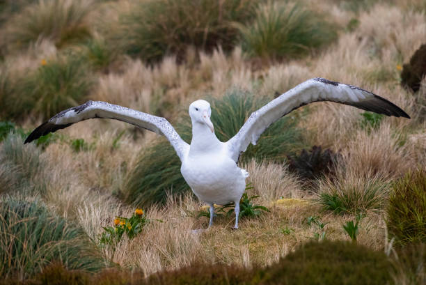 istock Southern Royal Albatross (Diomedea epomophora) 1209493752