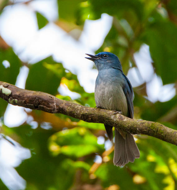 istock Male Pale Blue Flycatcher (Cyornis unicolor) 1209493792