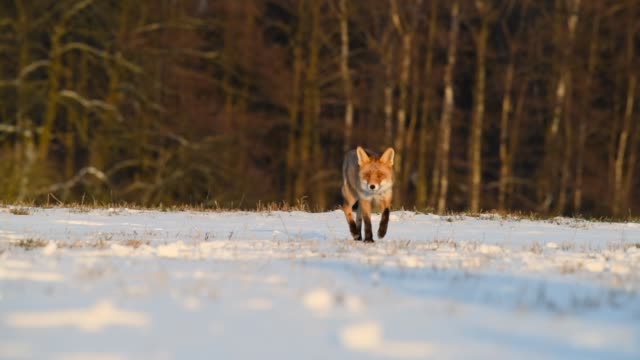 Cute young red fox (Vulpes Vulpes) running on meadow covered with snow at sunrise