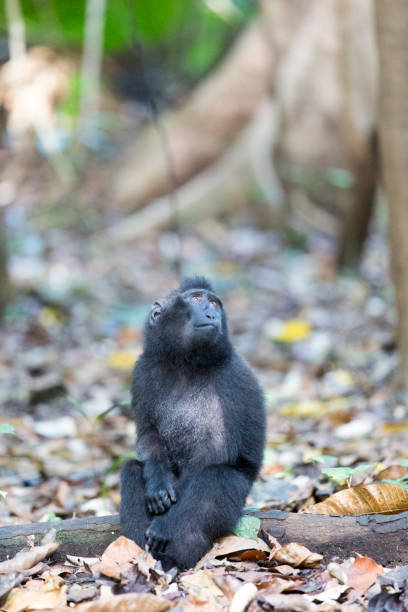 istock One monkey in national park, Sulawesi 1209498250