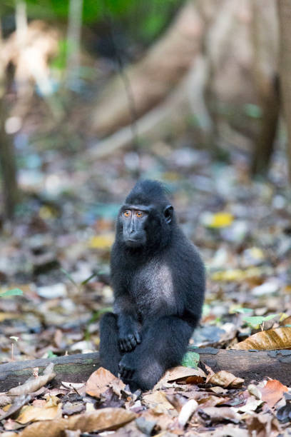 istock One monkey in national park, Sulawesi 1209498280
