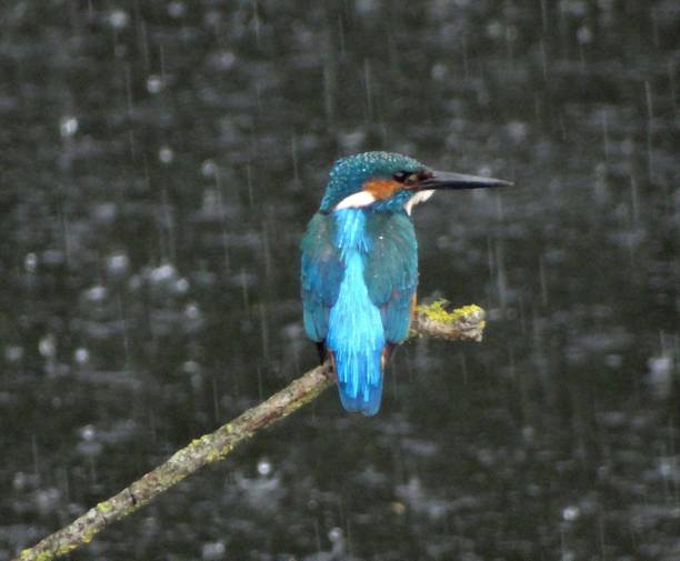 istock Close-up rear view of male Kingfisher with head facing right while perching on a branch during heavy rain 1209498361