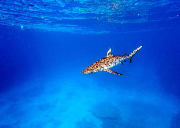 ein hai, der in richtung kamera schwimmt - sand tiger shark stock-fotos und bilder