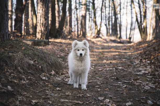 istock Samoyed dog playing in the countryside 1209498604