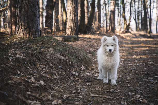 istock Samoyed dog playing in the countryside 1209498661