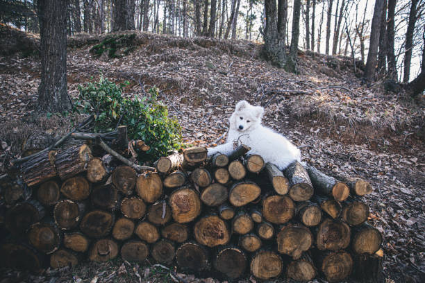 happy time of dog samoyed in forest