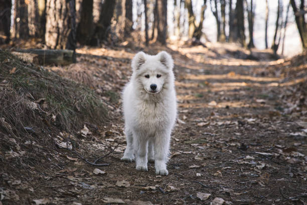 istock Samoyed dog playing in the countryside 1209498723
