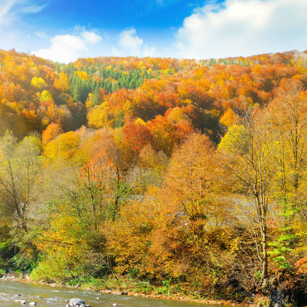 istock Forest with coniferous trees on a bright sunny day. 1209499503