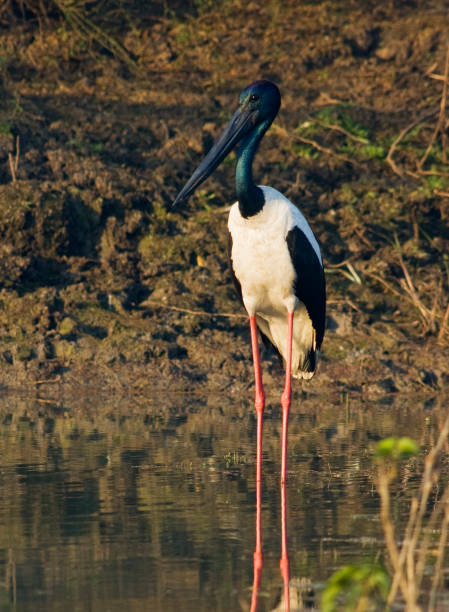 istock Adult Black-necked Stork (Ephippiorhynchus asiaticus asiaticus) 1209500024