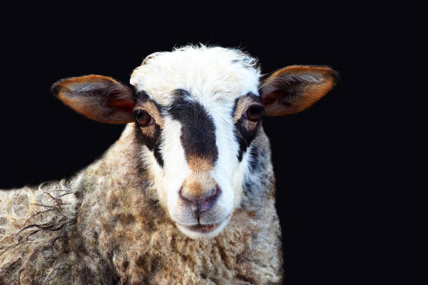 istock Portrait pinto sheep isolated on black background 1209500221
