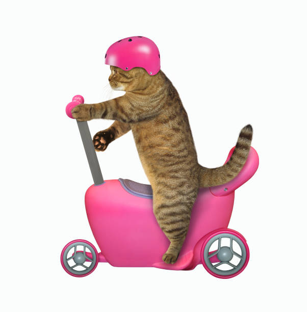 istock Cat in helmet on run bike 1209501033