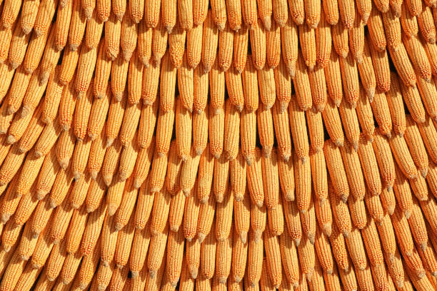 옥수수 cobs는 전체 프레임에 대한 배경으로 연결됩니다. - corn on the cob macro corn crop freshness 뉴스 사진 이미지