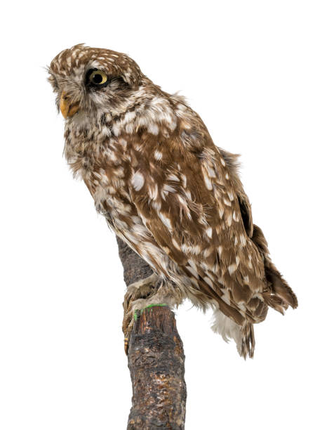 istock Stuffed little owl sits on a wooden trunk 1209501357