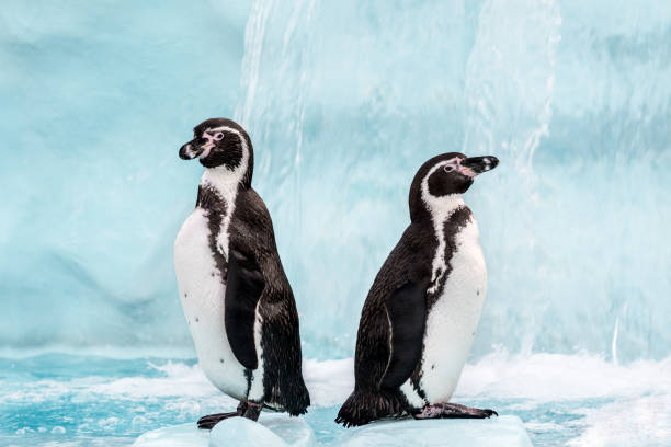 dos pinguinos se paran de espaldas - nobody beak animal head penguin fotografías e imágenes de stock