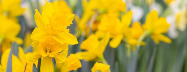 istock Vivid yellow blooming daffodils banner with copy space 1209505235