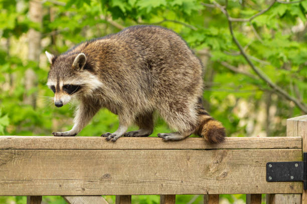 istock Mother raccoon perched on wooden railing. 1209506635
