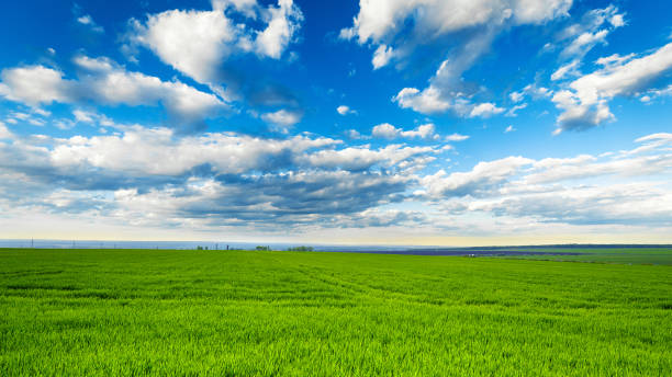 ländliche landschaft, grünes feldgras mit blauem himmel und wolken - hayfield stock-fotos und bilder