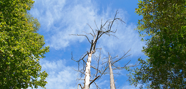 climate change, drought, Dying nature concept