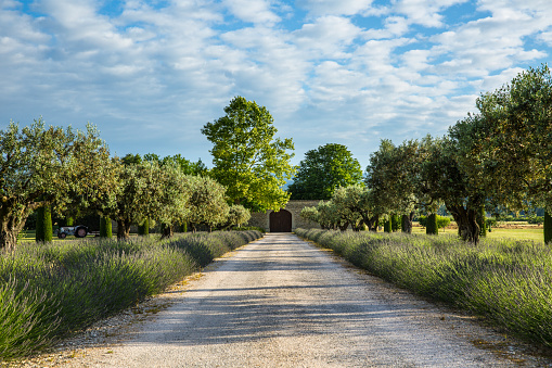 Beautiful view of a rural landscape with lavender and old olive trees near Maubec, Provence, France