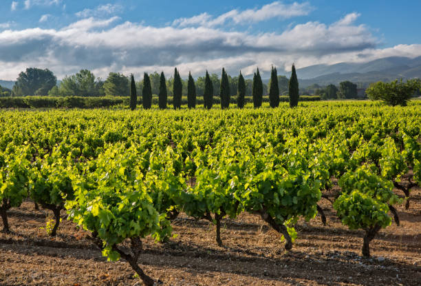 Aerial view of a green summer vineyard at sunrise Beautiful view of a rural landscape during sunrise near Maubec, Luberon, Provence, France vaucluse stock pictures, royalty-free photos & images