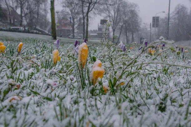 Crocus covered with fresh snow