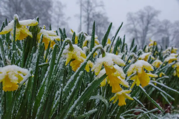 Crocus covered with fresh snow