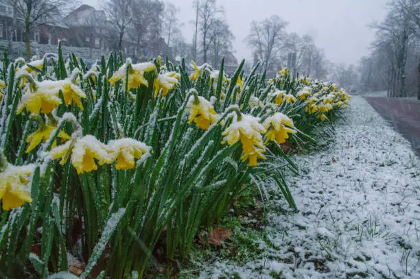 Crocus and daffodils  covered with fresh snow