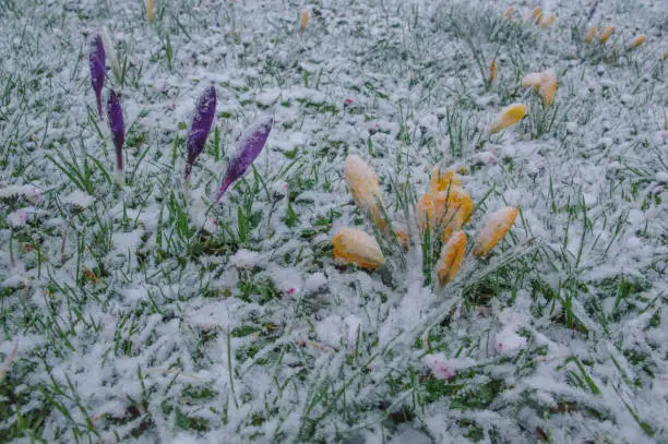 Crocus covered with fresh snow