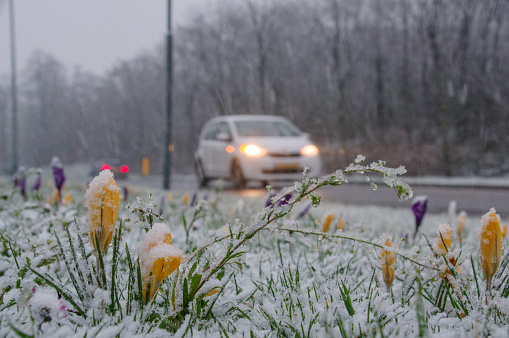 Brunssum, the Netherlands, - February 27, 2020. Traffic in Snowfall with spring flowers in the foreground.