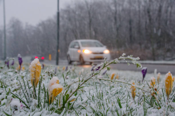 ruch zimowy - snowing driving traffic car zdjęcia i obrazy z banku zdjęć