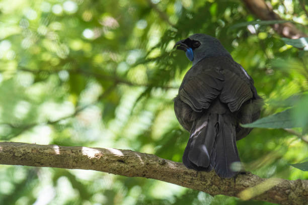 istock North Island Kokako 1209513435
