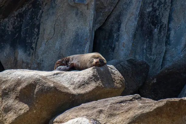 Names: New-Zealand Fur Seal, Australasian Fur Seal, South Australian Fur Seal, Antipodean Fur Seal, Long-nosed Fur Seal
Scientific name: Arctocephalus forsteri
Country: New Zealand
Location: Abel Tasman National Park - Motueka