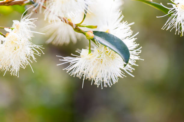 istock Macro white fluffy flower, Lilly Pilly Syzygium, beautiful nature background with copy space 1209515639