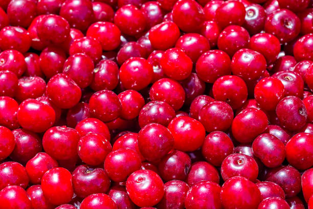 istock Cherry. Fresh ripe juicy organic berries, close-up. Fruit background 1209516824