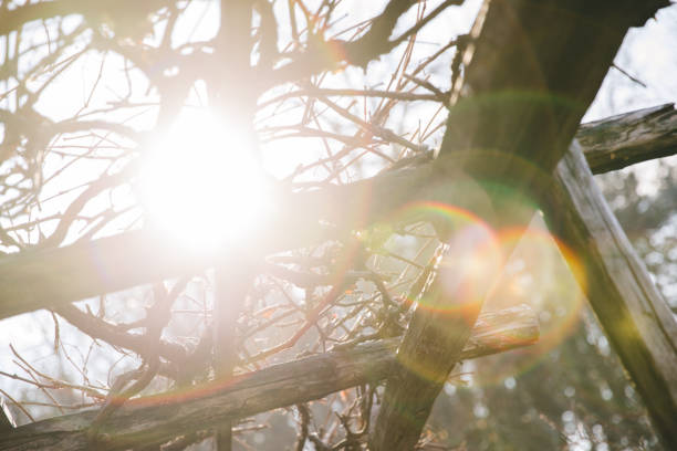 The shadow of the tree shines through the sun on the wall